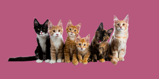 Dlaczego warto wybrać żwirek OKCAT zamiast silikonowego?