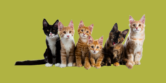 Ekologiczność i biodegradowalność